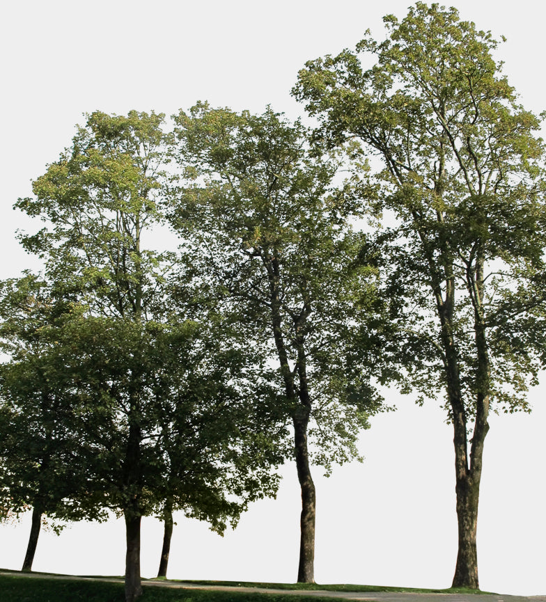 Tree Groups