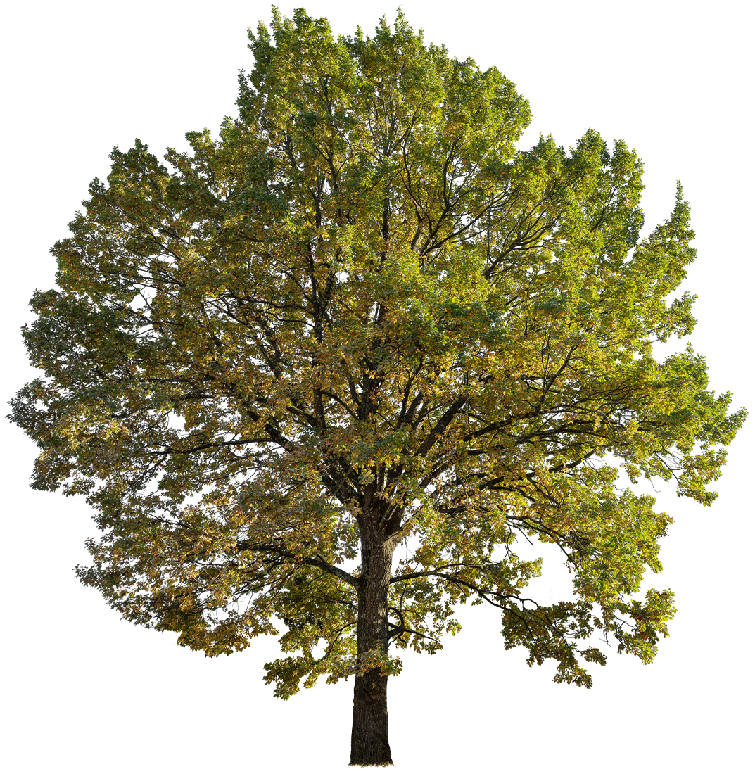 Field maple tree PNG cutout — Acer campestre, large tree, autumn foliage, full canopy