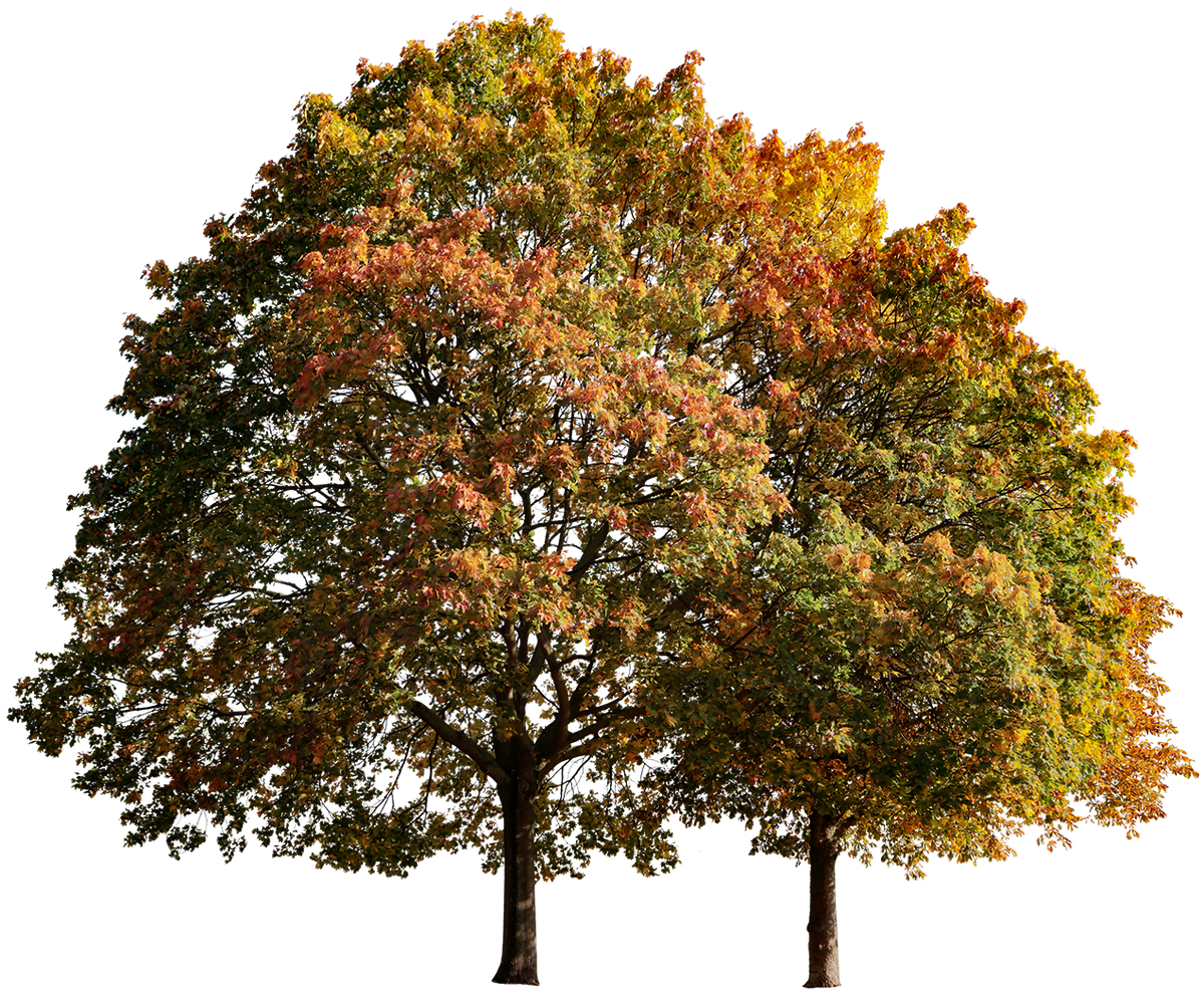 Maple tree group cutout PNG — Acer platanoides, rich autumn foliage
