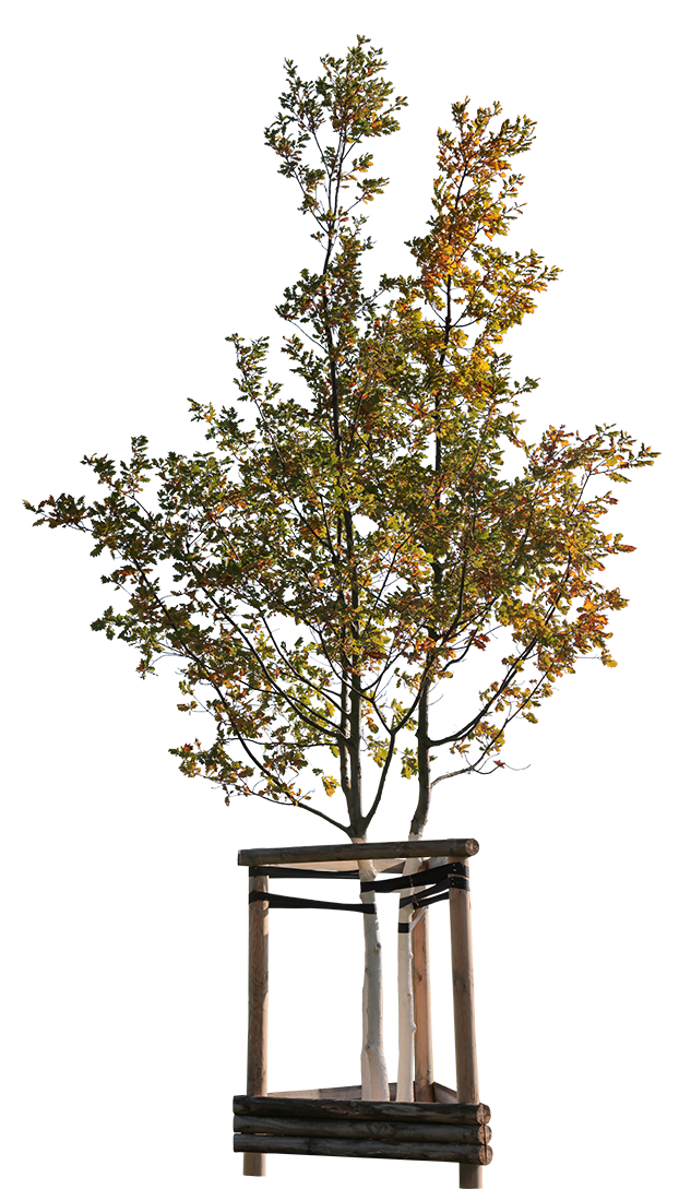 Quercus robur S02