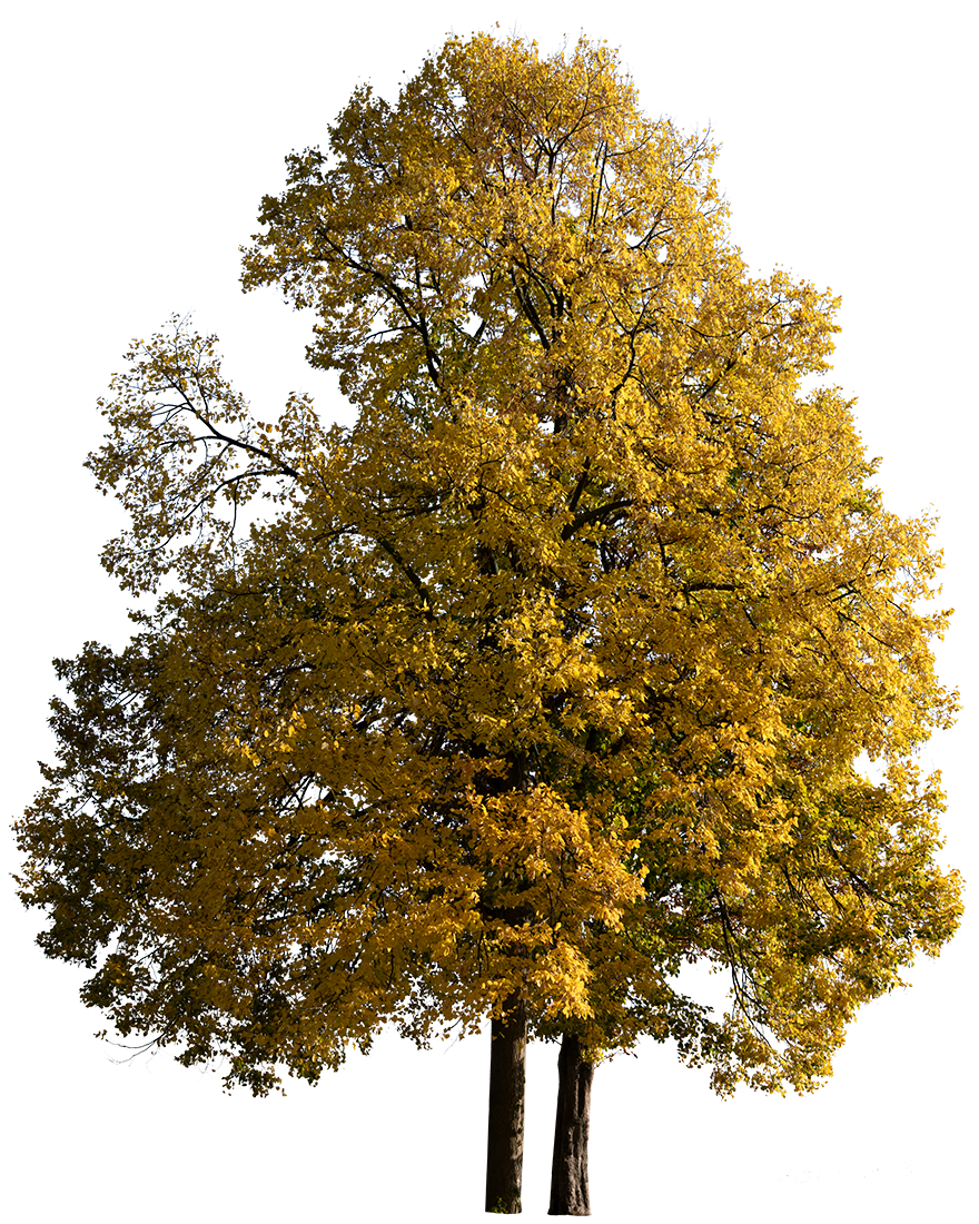 Tilia cordata Group M01