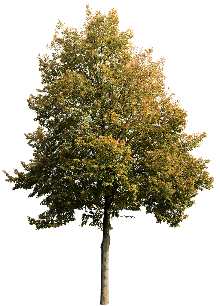 Digital artwork of a linden tree with yellowish-orange leaves in autumn, with a transparent background.