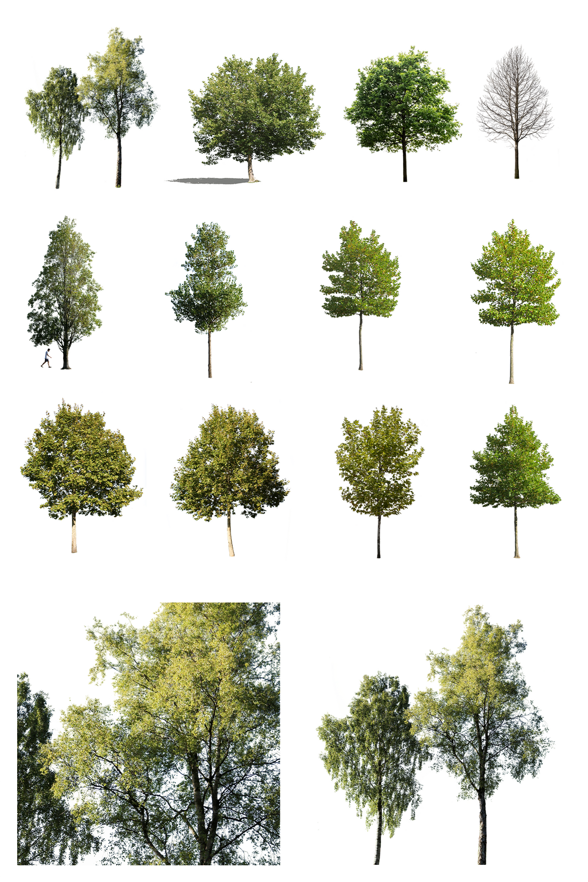 12 Medium size trees Pack - cutout trees