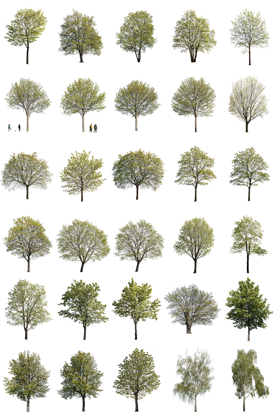 Spring | LARGE TREES PACKAGE