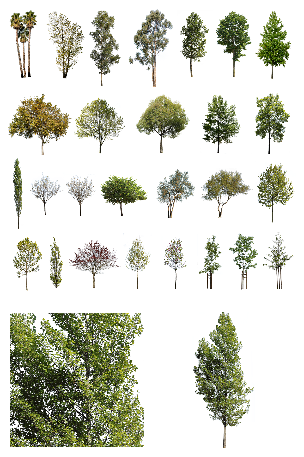 Cover showing all 28 cutout trees in the Diverse Trees package with a detail zoom
