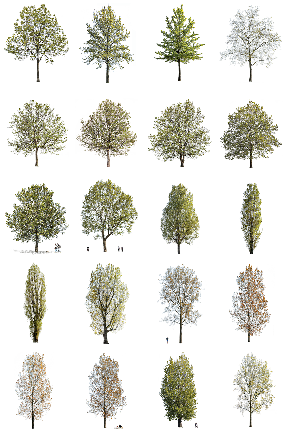 Spring | LARGE TREES PACKAGE