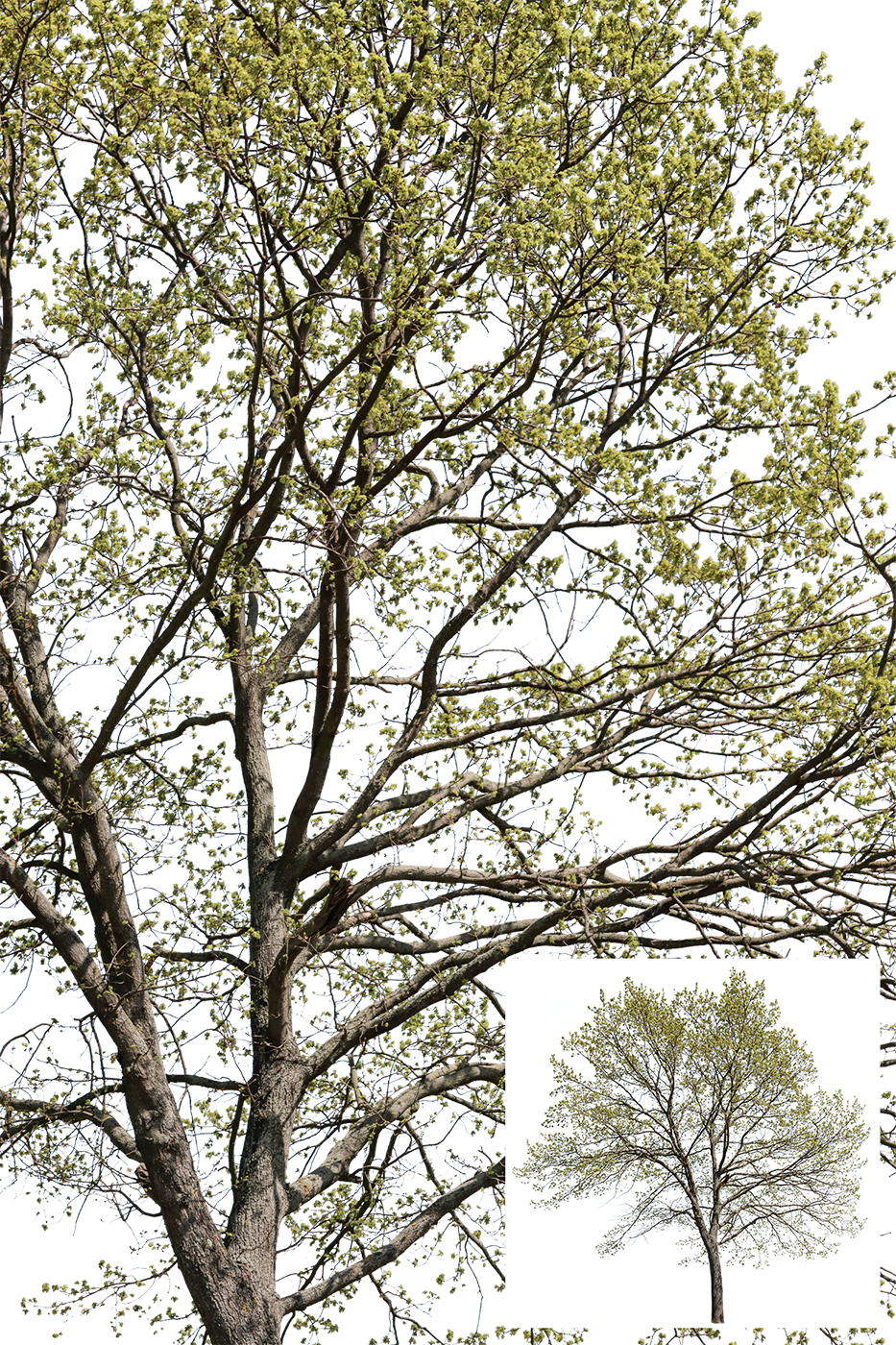 Spring | LARGE TREES PACKAGE