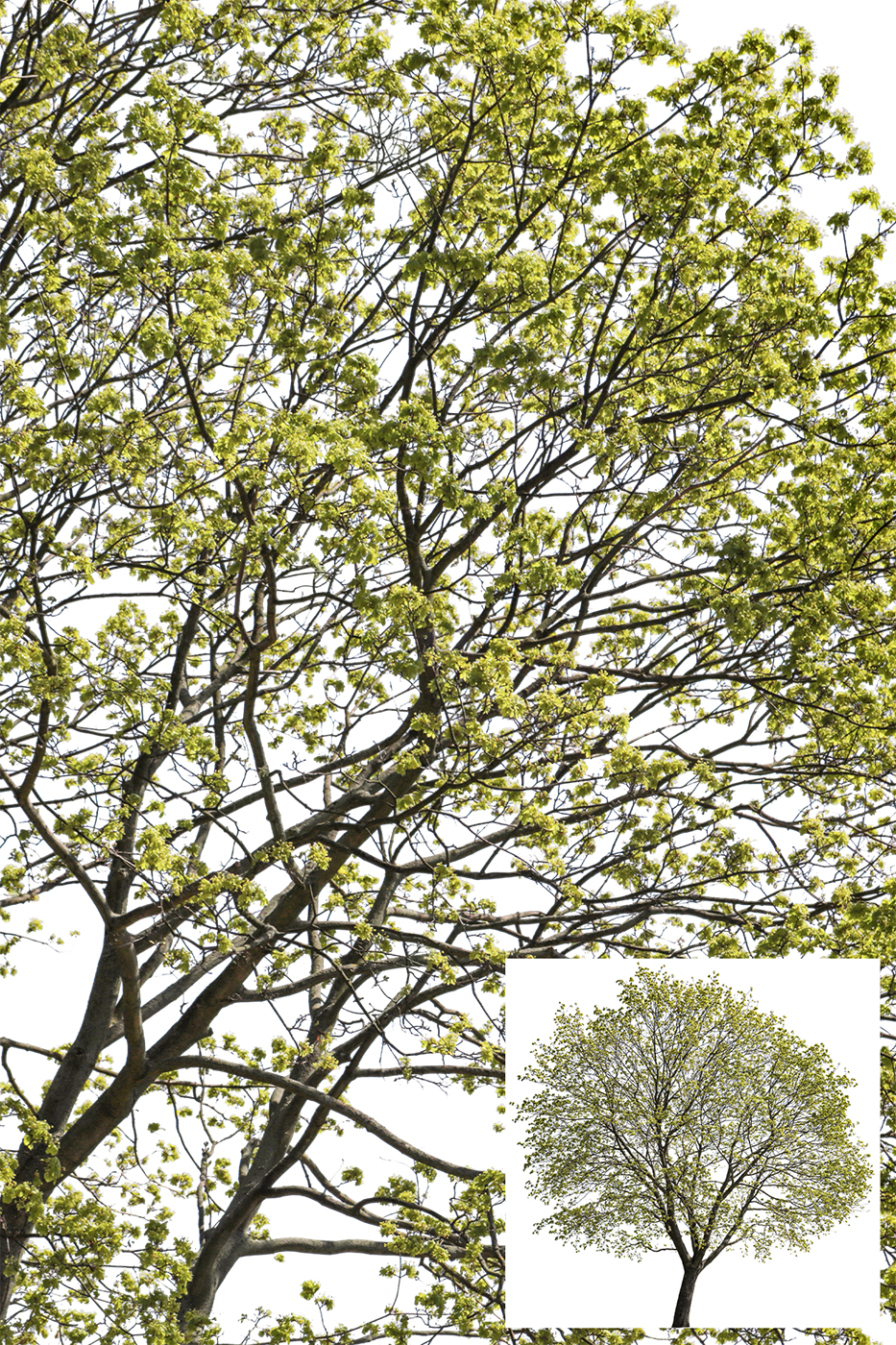 Spring | LARGE TREES PACKAGE