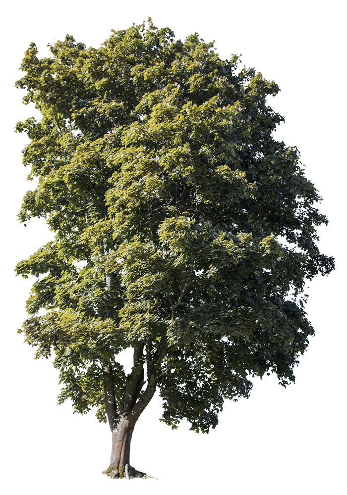 Acer campestre 4 – Cutout|trees