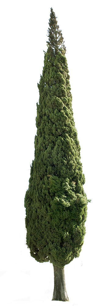 Italian Cypress Tree PNG — Cupressus sempervirens – Cutout|trees