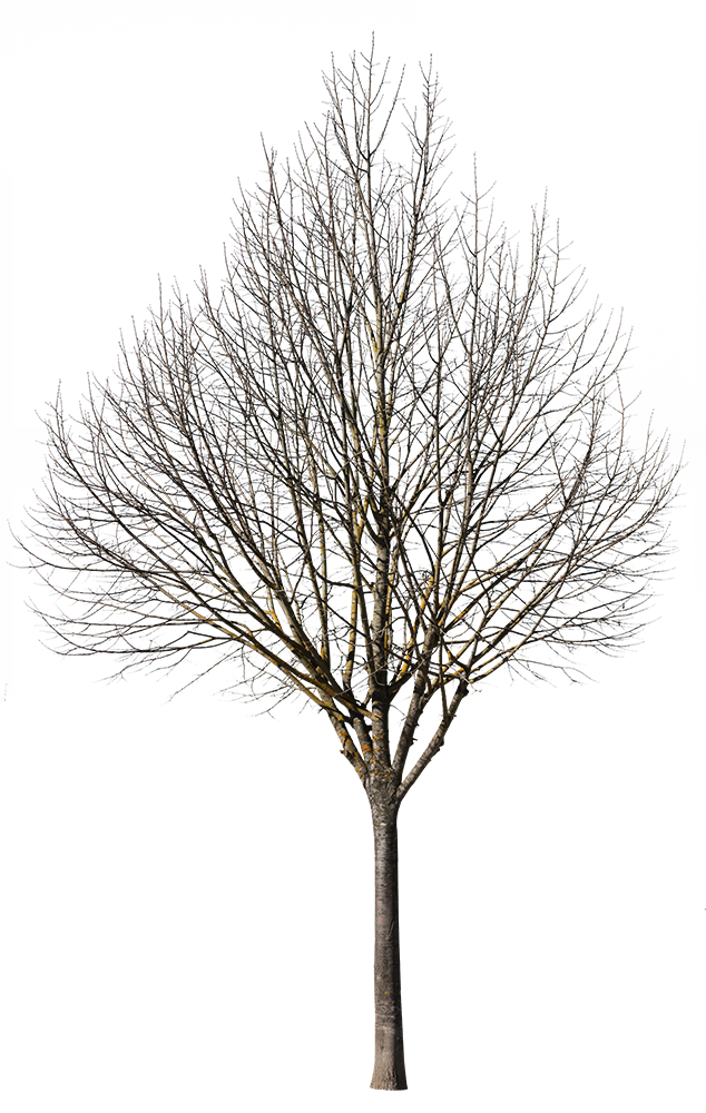 Deciduous Tree Winter VIII - cutout trees