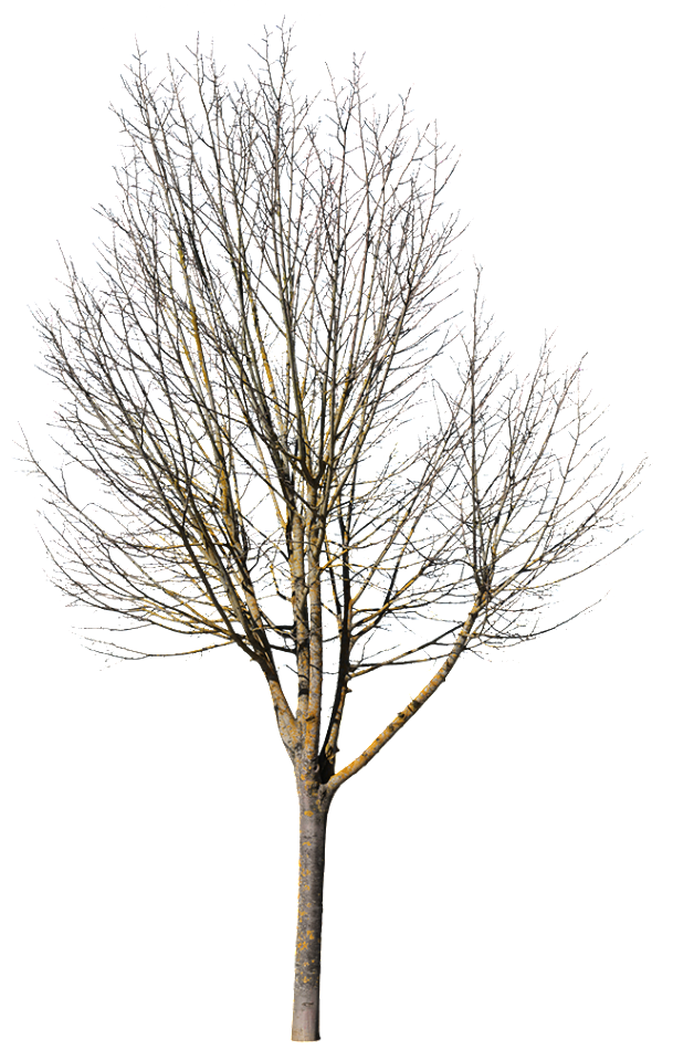 Deciduous Tree Winter VII - cutout trees