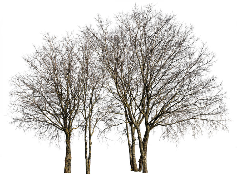Deciduous-trees-Group-Winter-IV - cutout trees