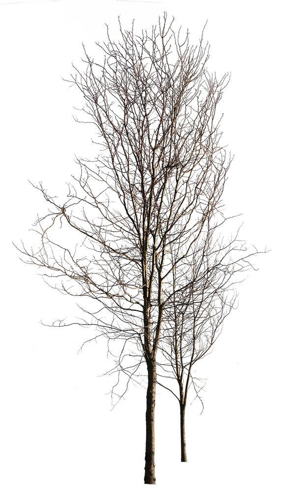 Deciduous-trees-Group-Winter - cutout trees