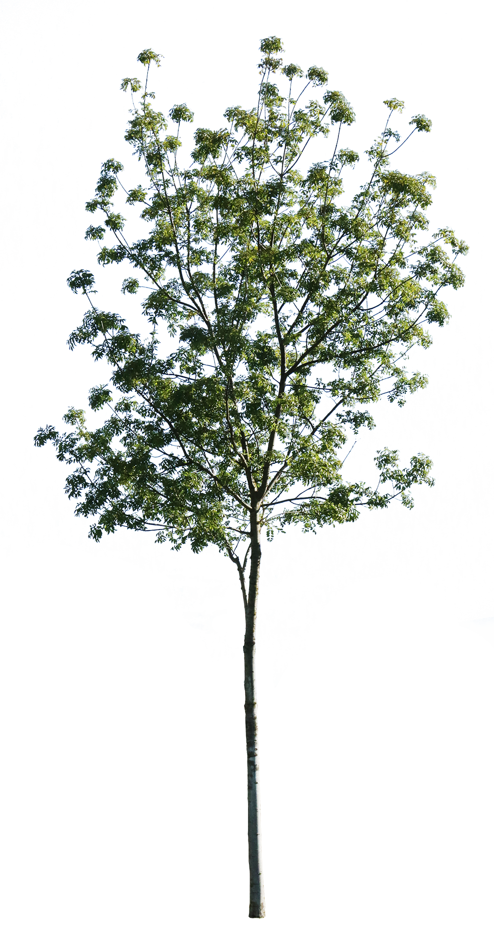 Fraxinus excelsior II - cutout trees