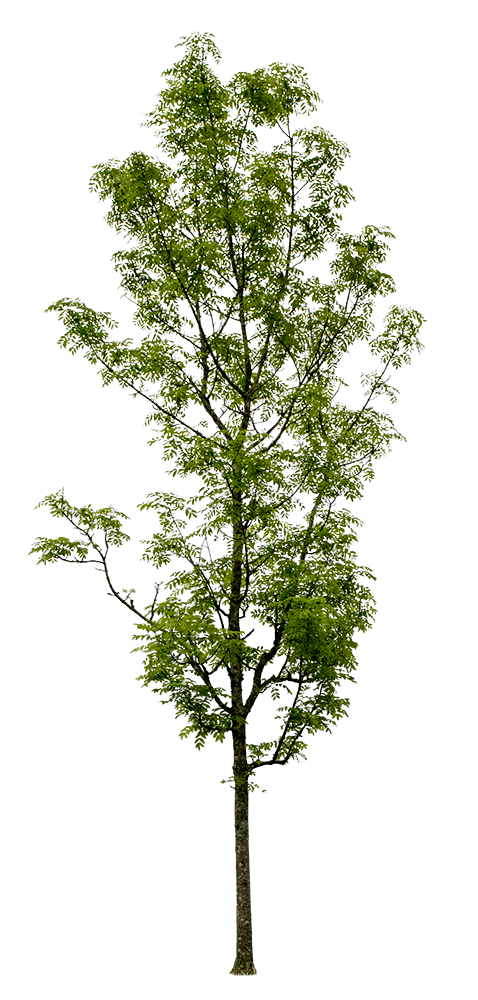 Fraxinus excelsior - cutout trees