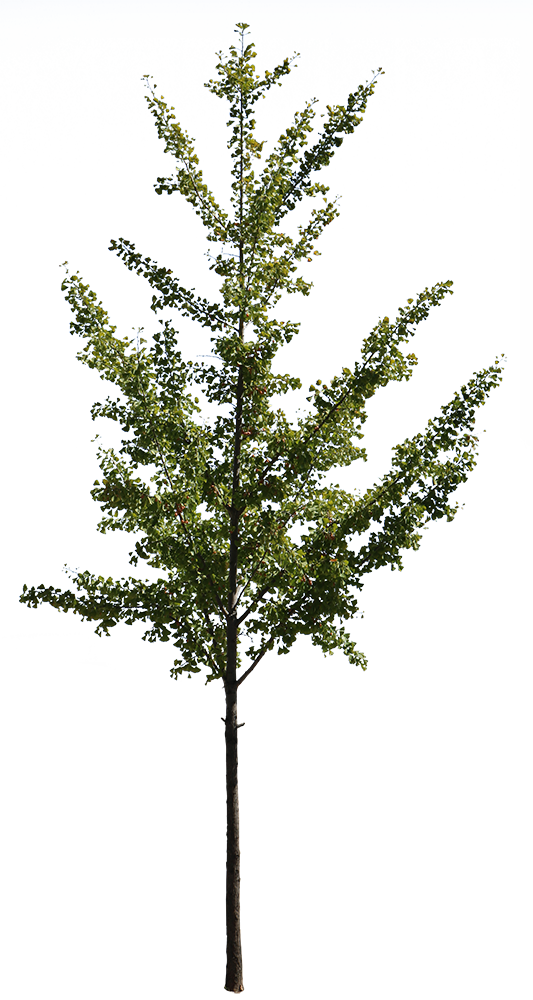 Ginkgo biloba