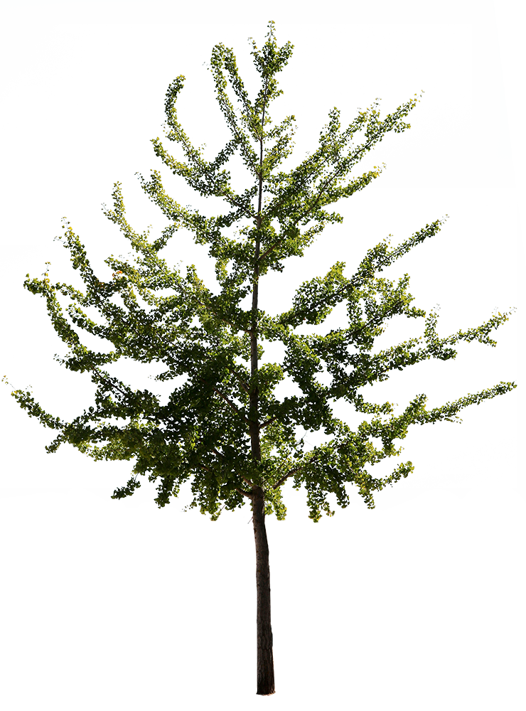 Ginkgo biloba III - cutout trees