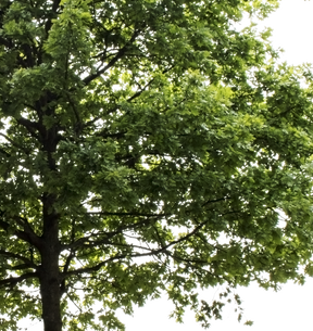 Oak Tree - cutout trees
