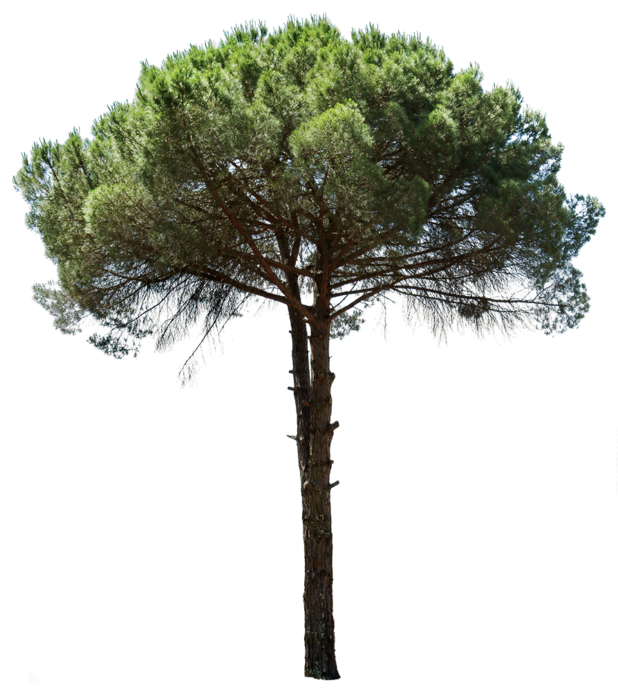 Pinus pinea III - cutout trees