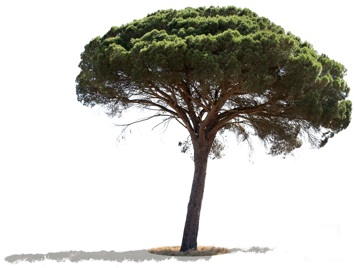 Pin parasol PNG détouré — Pinus pinea, large spreading crown
