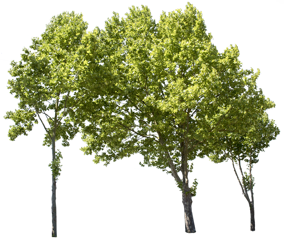 Platanus occidentalis, small plane tree group — transparent PNG cutout