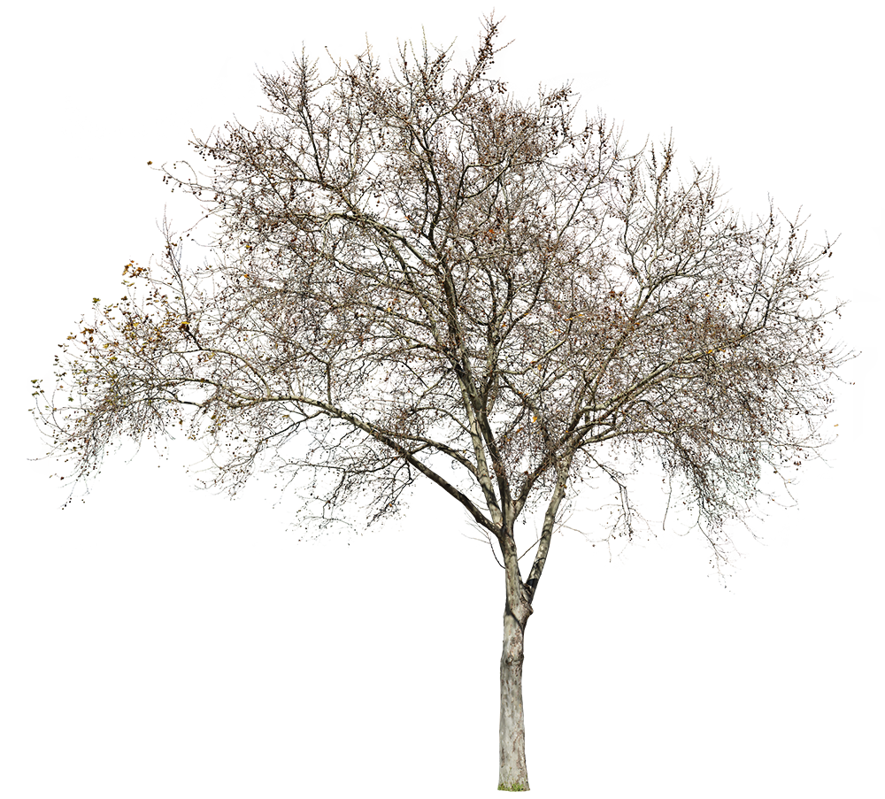 Platanus occidentalis Winter - cutout trees