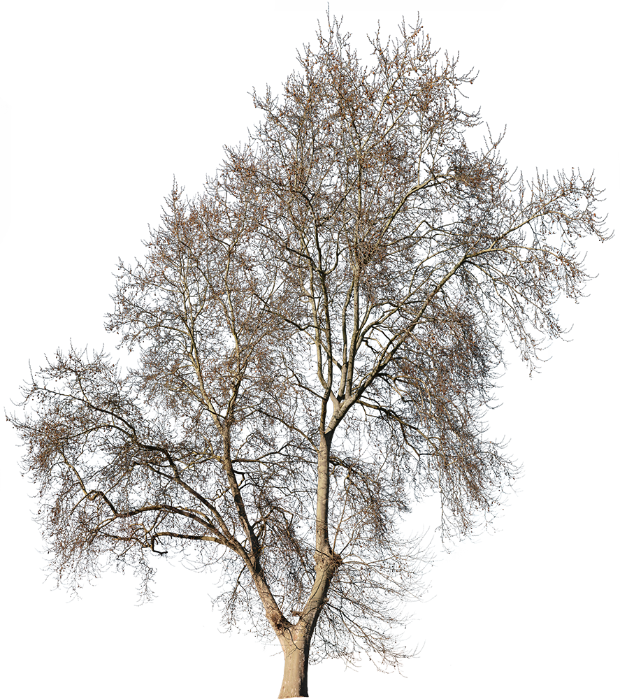 Platanus occidentalis Winter II - cutout trees