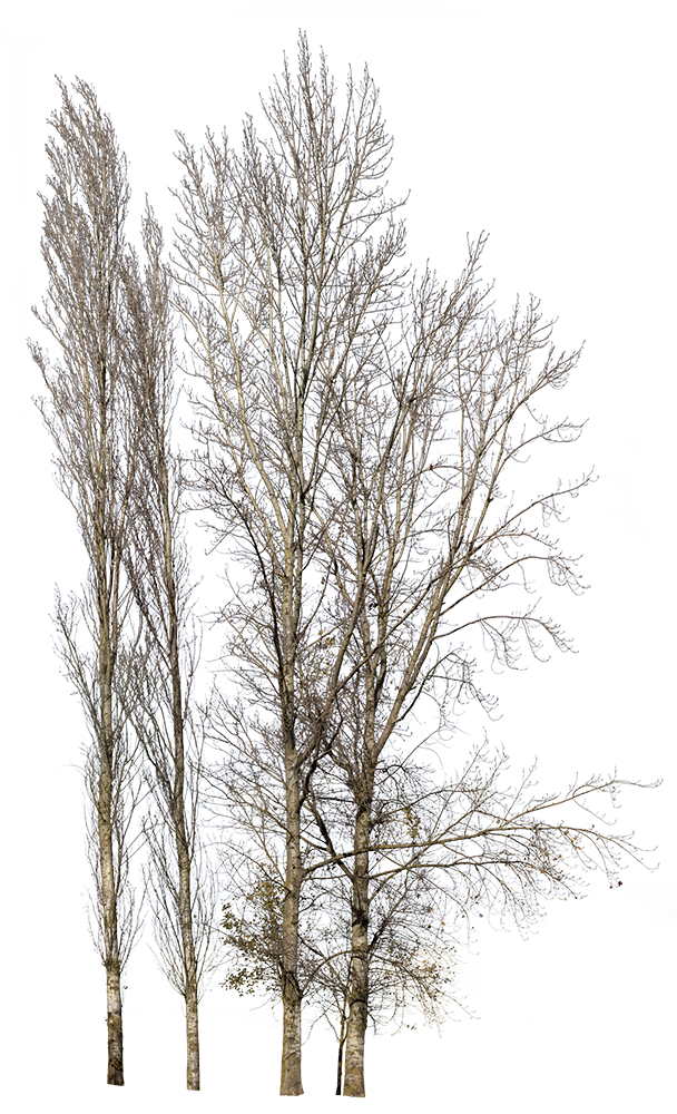 Populus-nigra-Group-Winter-II - cutout trees