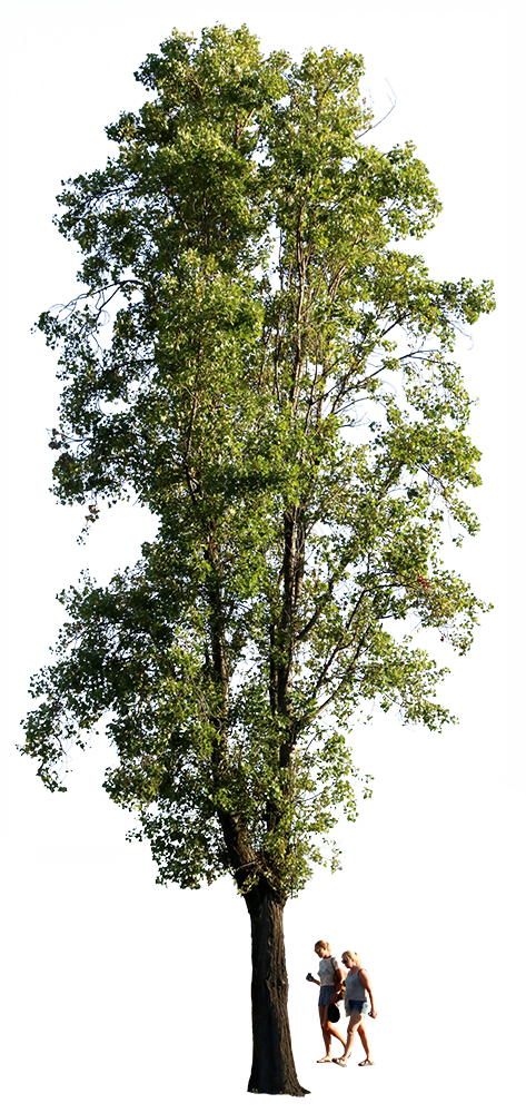 Populus nigra + People II - cutout trees