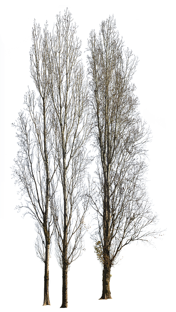 Populus-nigra-group-Winter - cutout trees