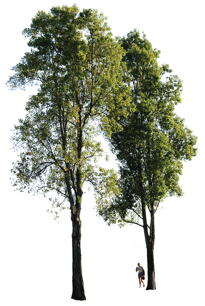 Populus nigra Group + People - cutout trees
