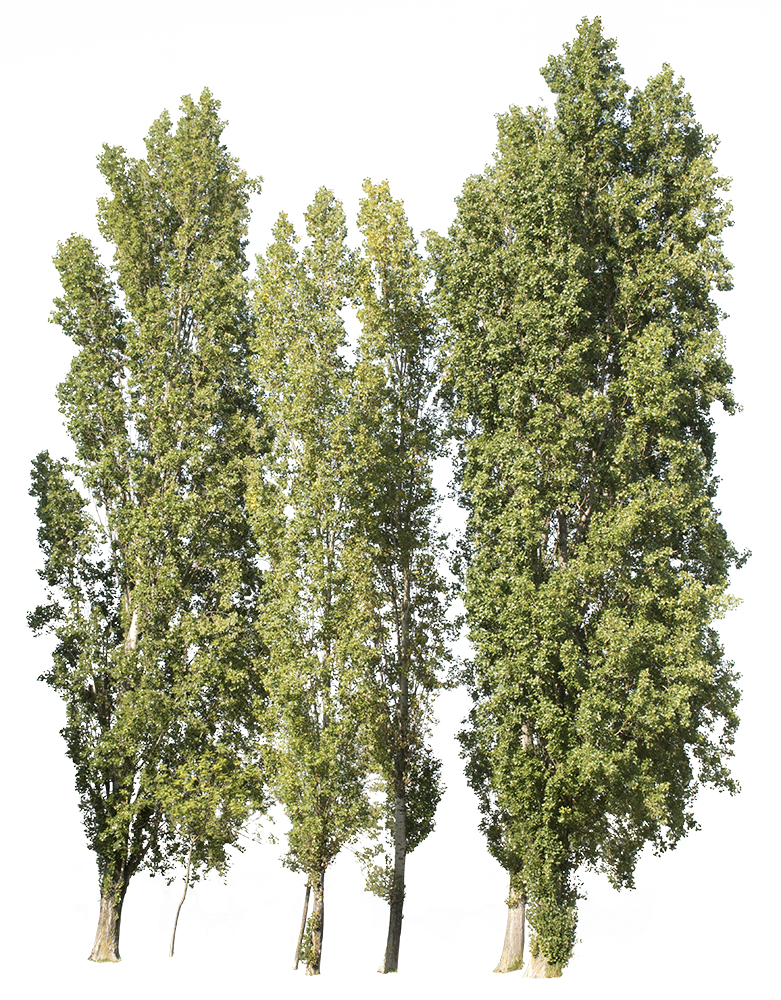 Populus nigra group - cutout trees