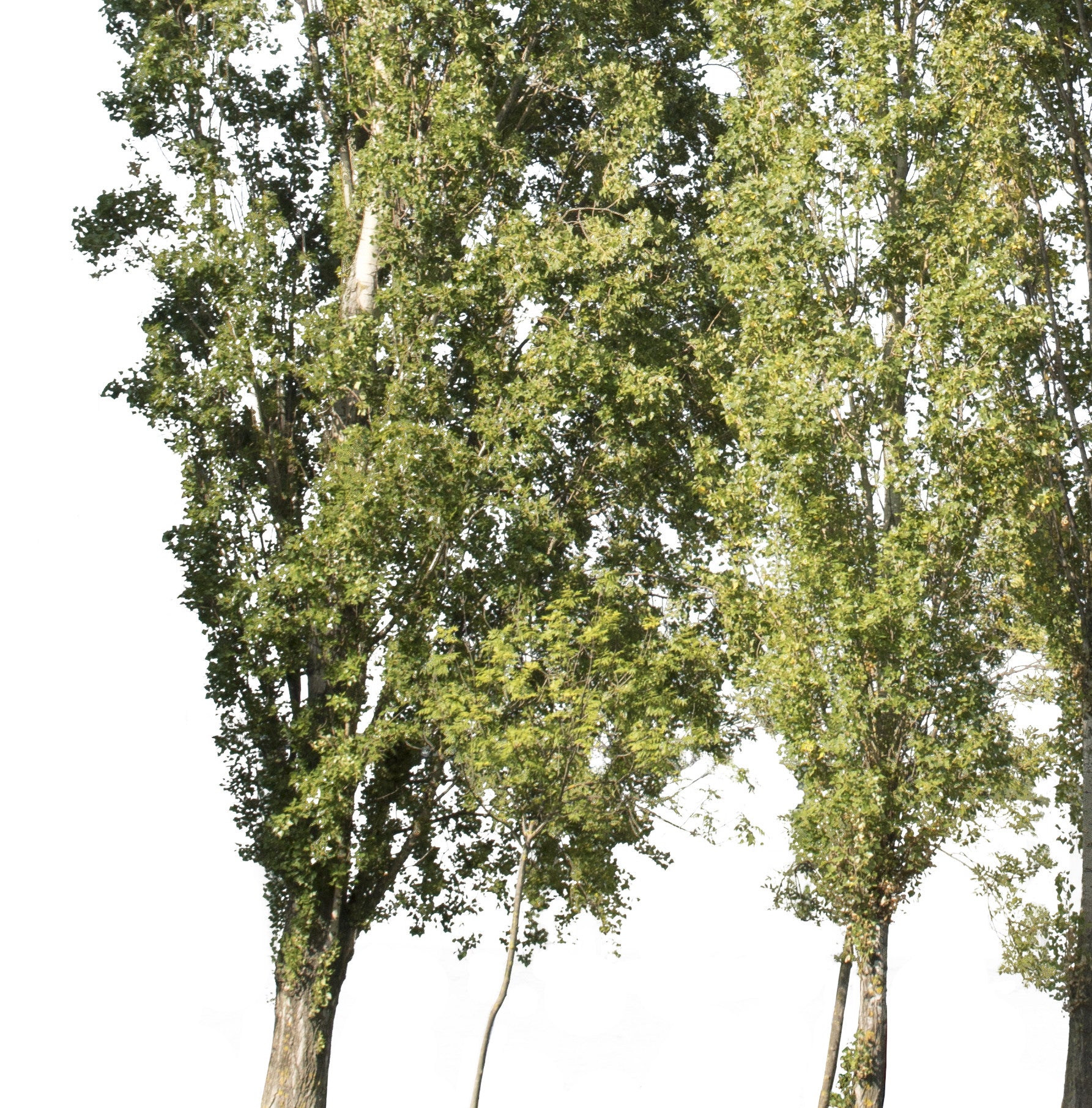 Populus nigra group - cutout trees