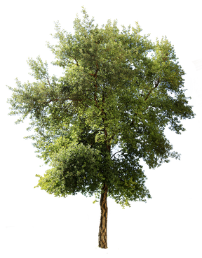 Quercus suber IV - cutout trees