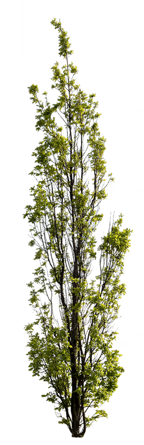 Quercus robur fastigiata - cutout trees