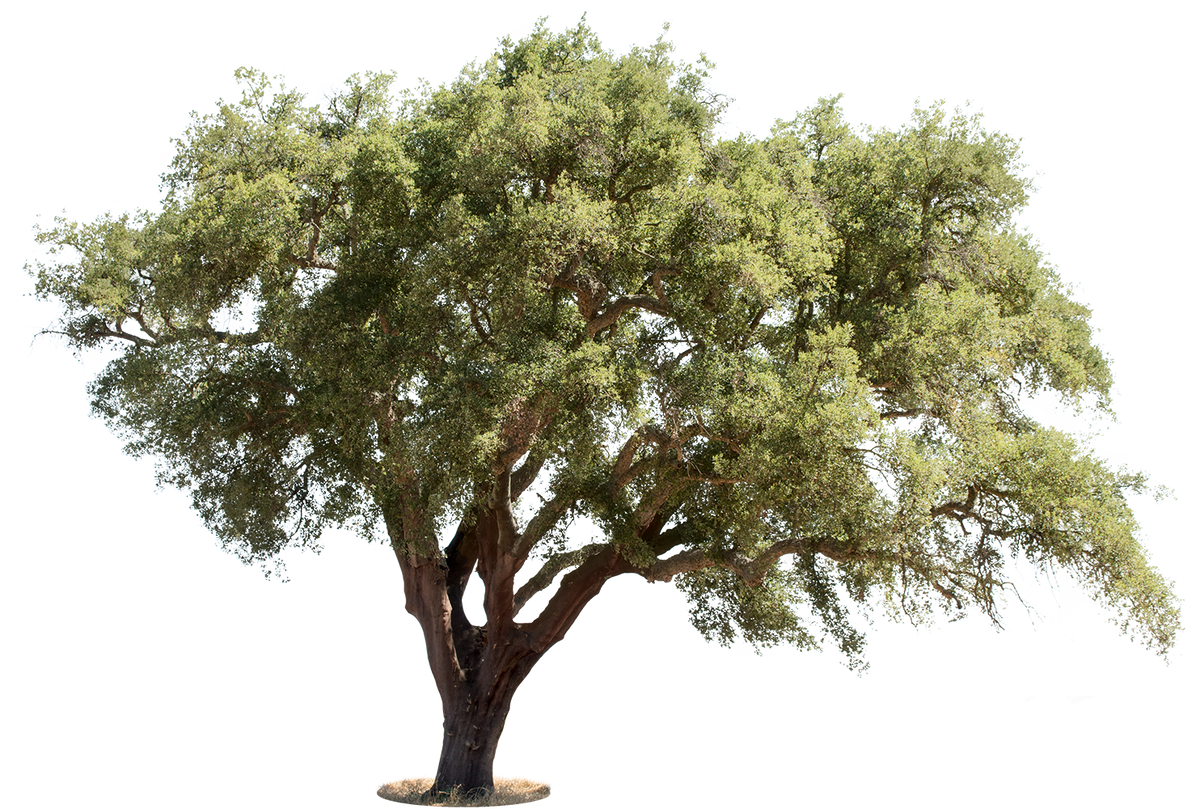 Quercus suber I - cutout trees