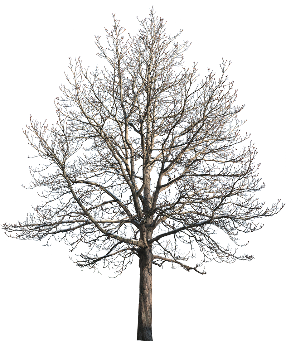 Winter Tree Drawing With Snow winter-tree-drawing-with-snow