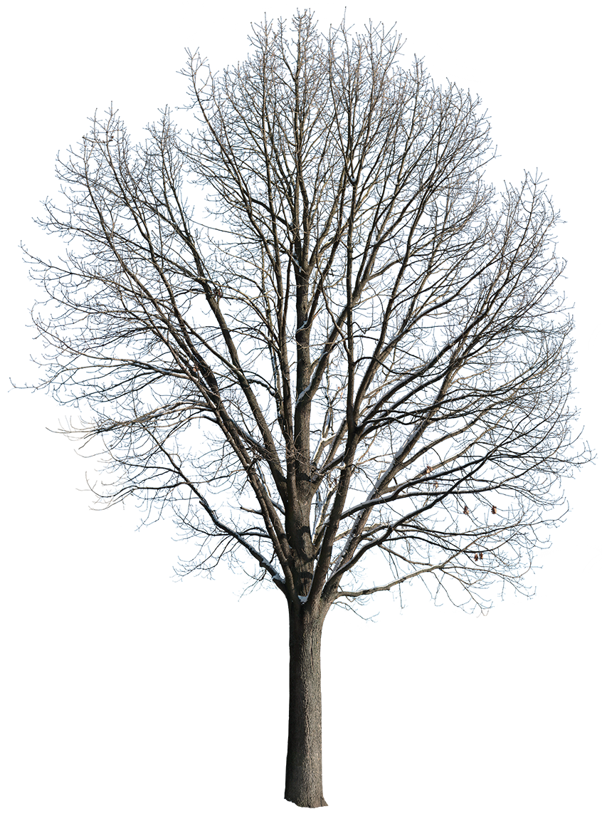 Snow Winter Oak tree L4