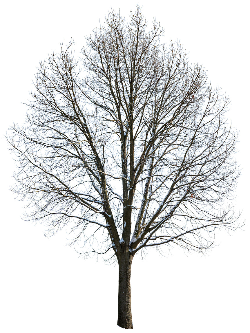 Snow Winter Oak tree L8