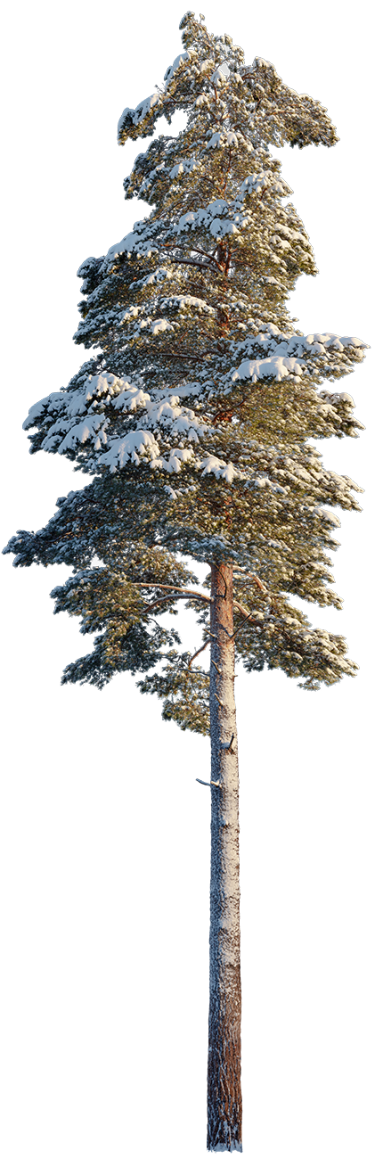 Snow Winter Pine tree L1