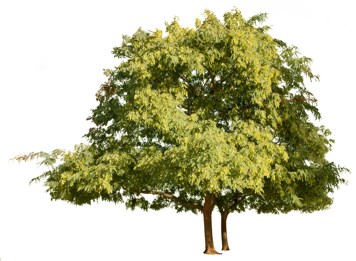 Tipuana tipu Group - cutout trees