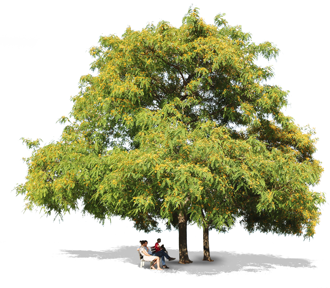 Tipuana trees + people - cutout trees