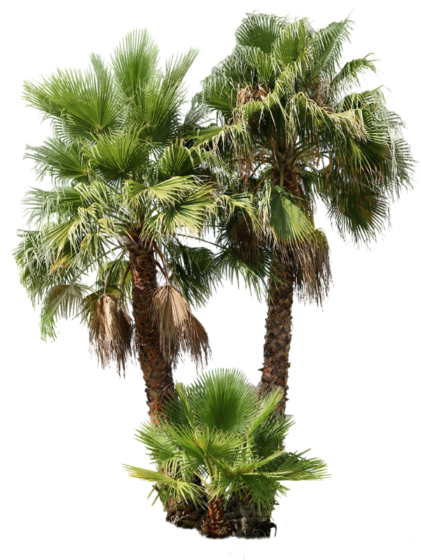 tall palm leaf plant Washingtonia robusta — Palm Tree Group PNG Cutout – Cutout|trees