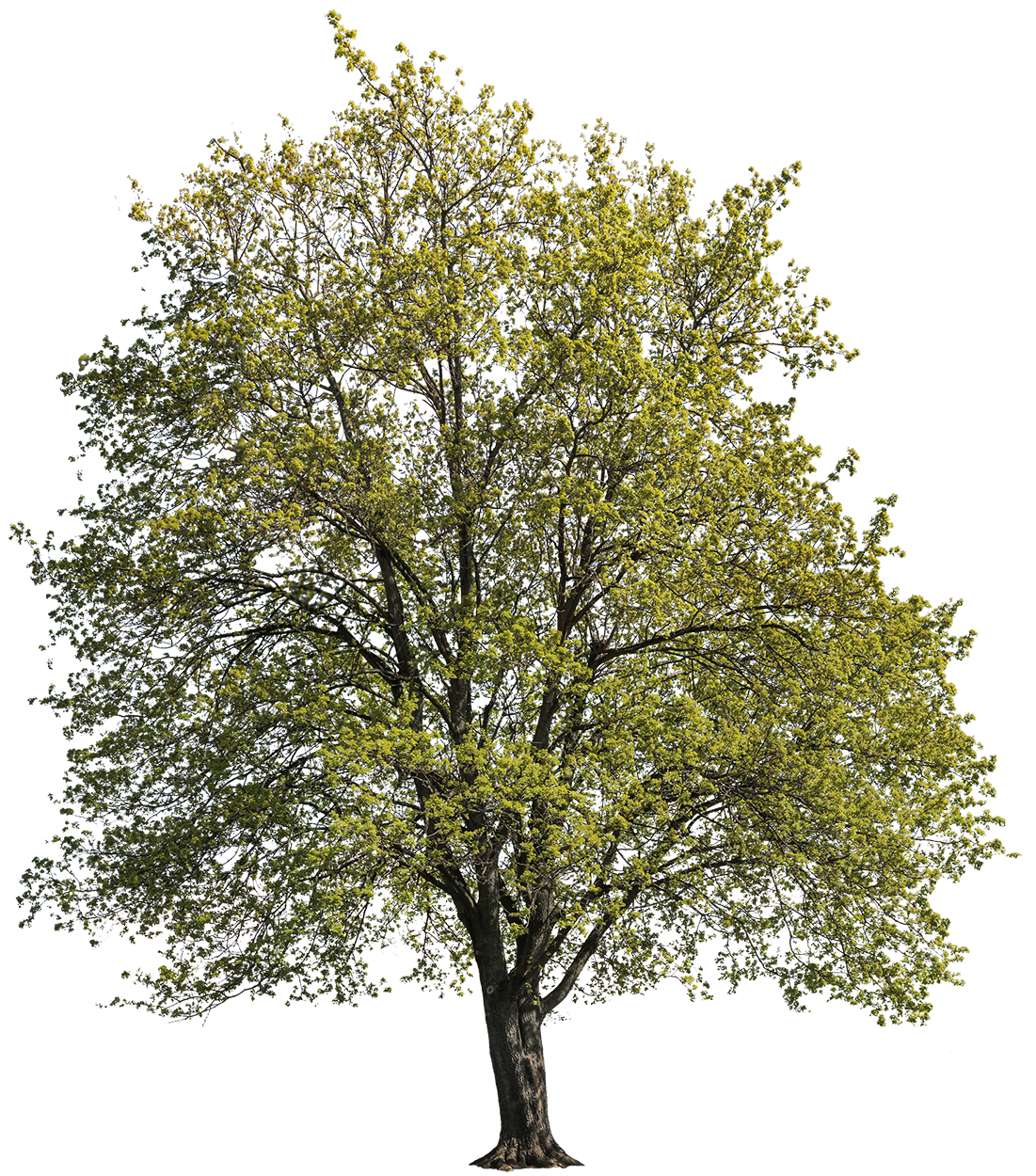 acer campeste Acer campestre — Large Deciduous Tree PNG Cutout – Cutout|trees