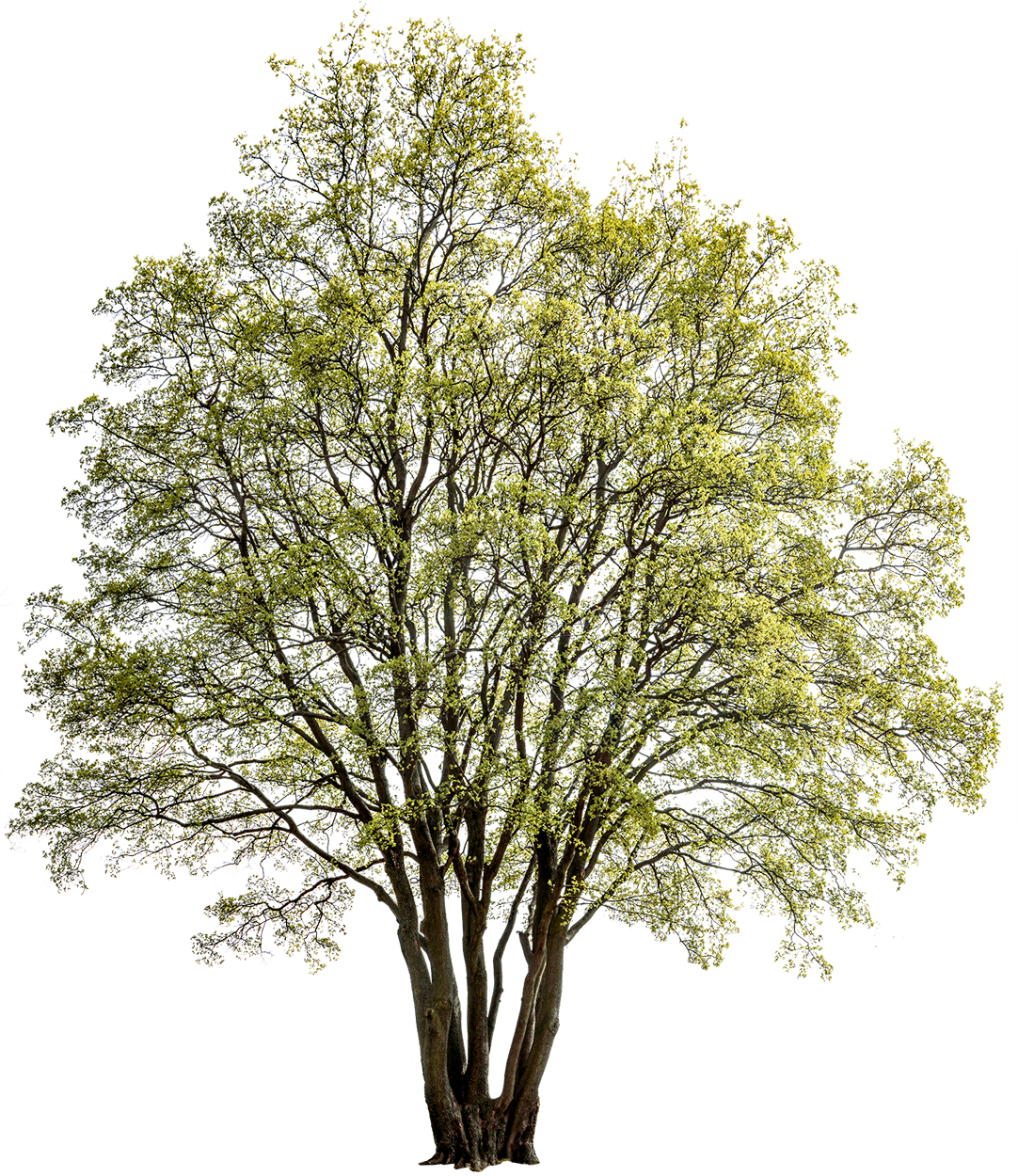 Acer campestre l04
