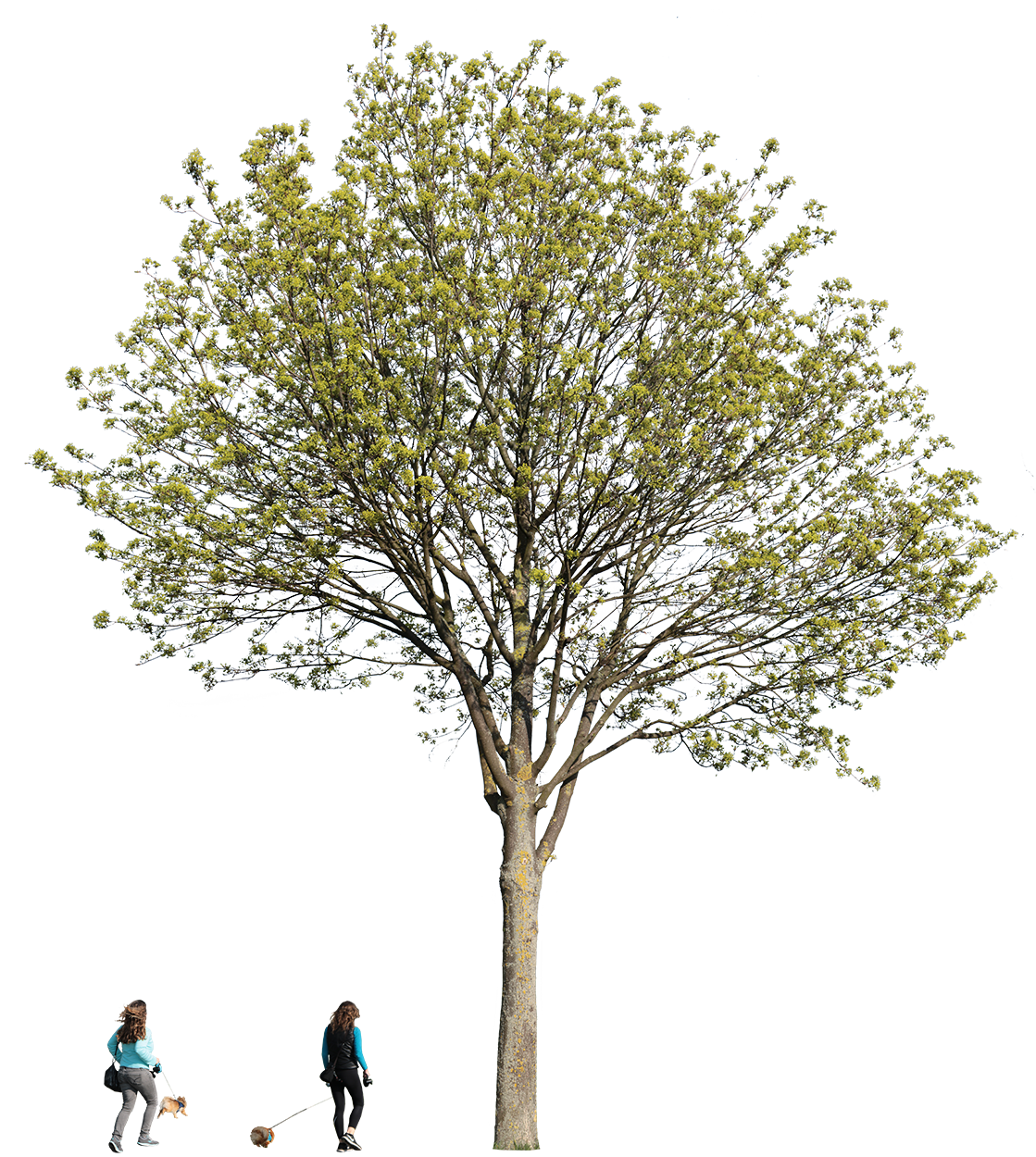 Large maple tree in early spring and cutout people