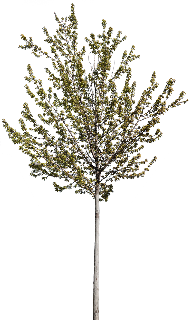 Acer platanoides S02