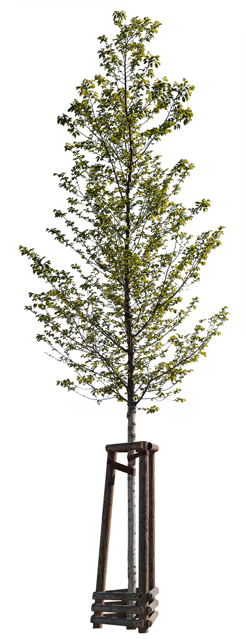 Carpinus betulus PNG cutout — small hornbeam in spring, with stakes