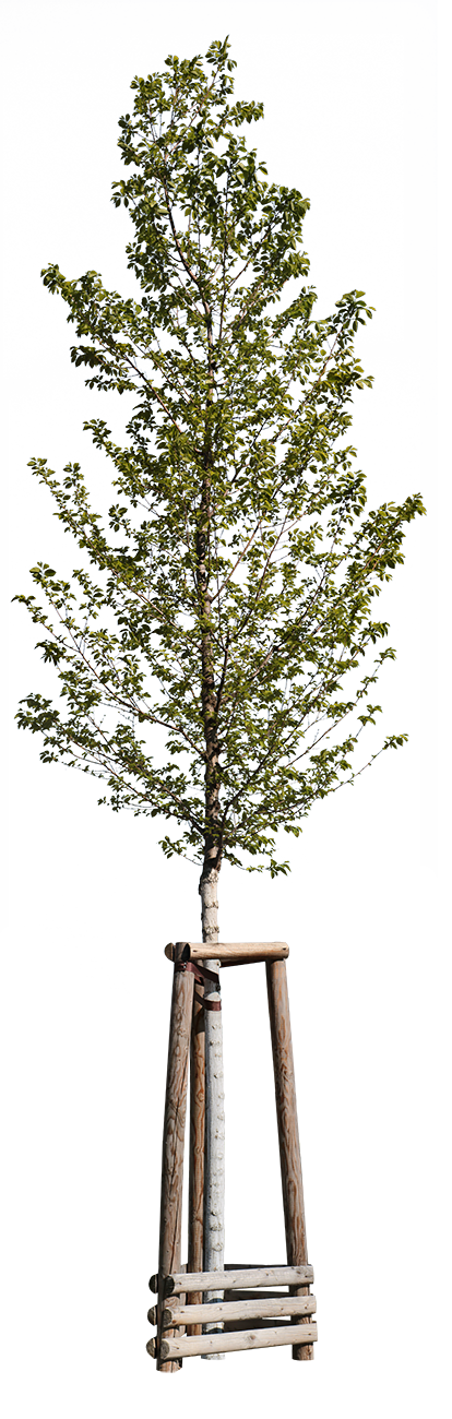 Carpinus betulus tree cutout — small hornbeam, spring foliage, with and without stakes